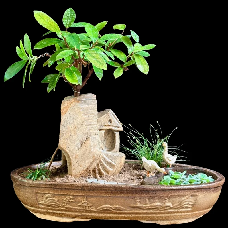 FICUS MICROCARPA